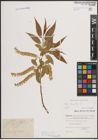 Foto von Salix fragilis L.